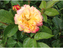 ���� �������  ����