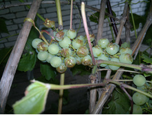 ������� ���������.