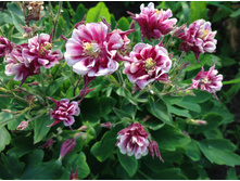 ��������� ����� �������� ������� � �����