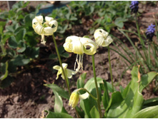 ������ �����