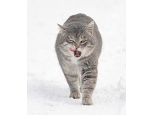 ��� ����, ��������?