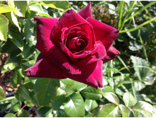 ���� ���� ������