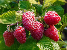 ������ �������� ������ 2020�