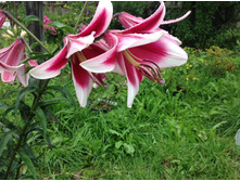 ����� �����