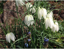 ������ �����