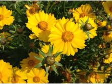 ��������� ��������������