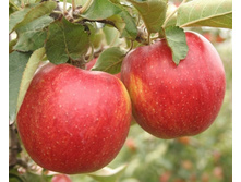 ������ ���� ������������  495�