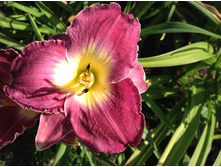 �������� ���� ��������