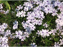 ����� ���������� �������