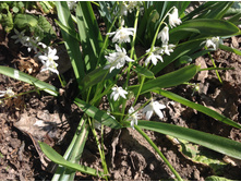 ������ �����