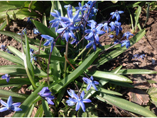 ������� �������