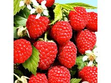 ������ ��������� ������ +25�