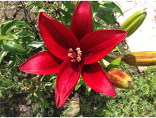 ������ ����