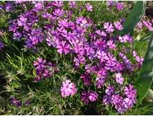 ����� ���������� �������������