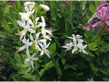 ������ �����