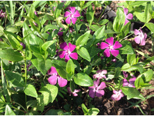 �������� �������������