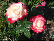 ���� ����������  �/�