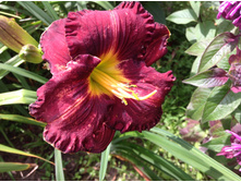 �������� ����������