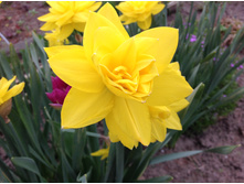 ������� ������ �����