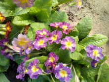 IMG 20190519 064253.jpg