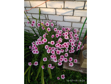IMG 20190716 182423.jpg