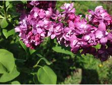 ������ ��������