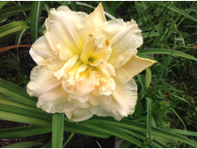 �������� ������� �����