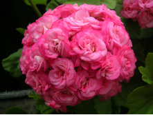 Grainger's Antique Rose - 300