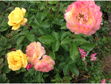 ���� �������