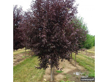 �������� ����. ������� ���*