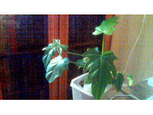 ����������� �������������