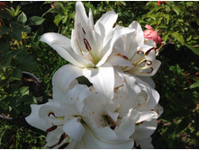 ����� ���� ���