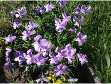 ������ ���������