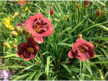 �������� ���� ������