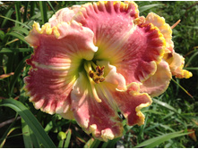 �������� ������