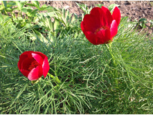 ���� ������������