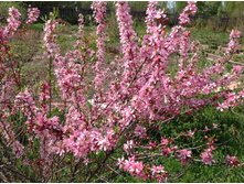 ������� ������������