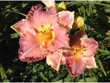 �������� ����� ����