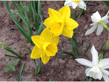 ������� ��������������