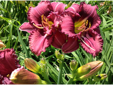 �������� �������� �����