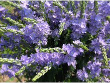 �������� �����������