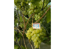 ������� �����������.