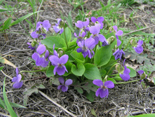 ������ ���������.jpg