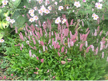 ����� ��������������*