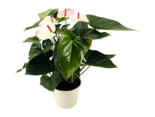 �������� Paris Twice ��� ����� ��� (Paris Duo) - 650 ���.