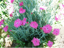 �������� �������*