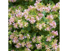 ������ ������������� ����� ����.jpeg