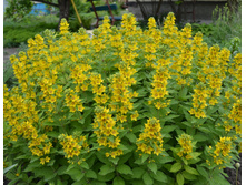 ��������� ��������*