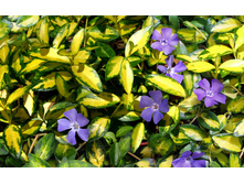 �������� ����� �������ţ���*