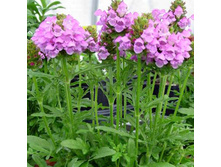 ������������ ��������� ������ ����.jpeg